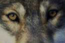 Wolf Look